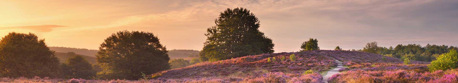 Veluwe