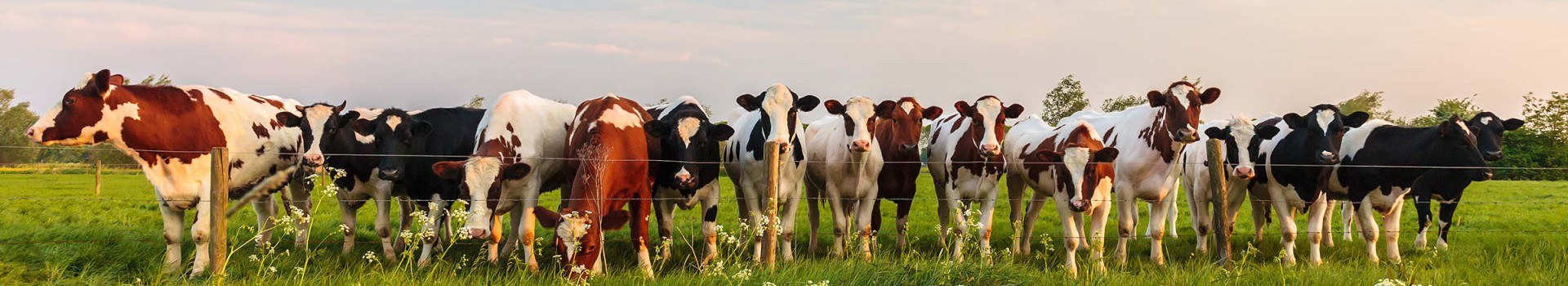 Ferienausflüge Niederlande