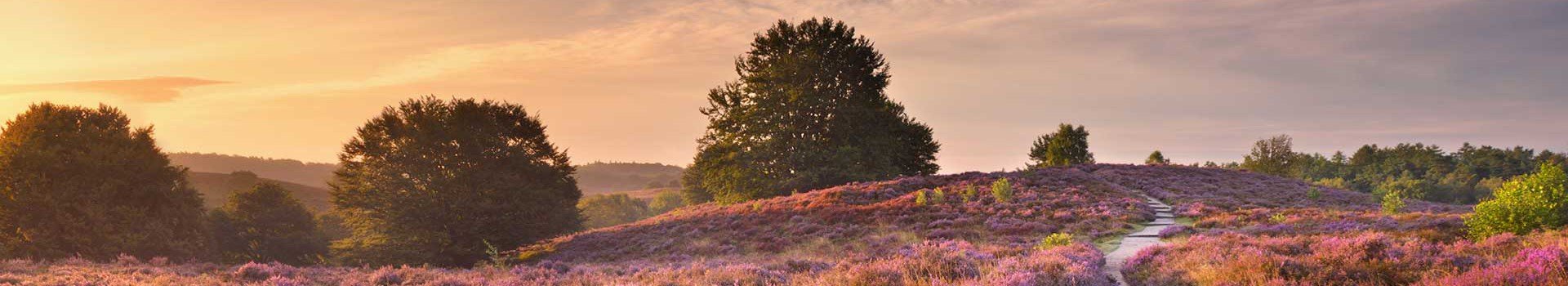 Bungalows Veluwe