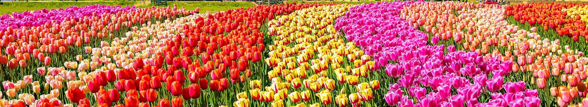 Hotels Lisse
