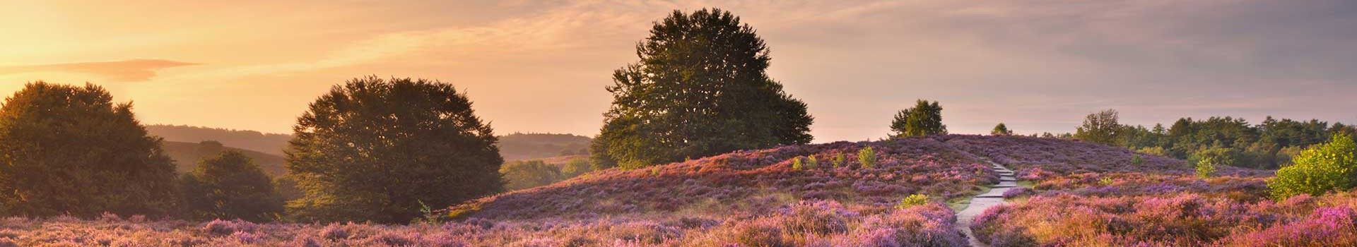 Hotels Veluwe