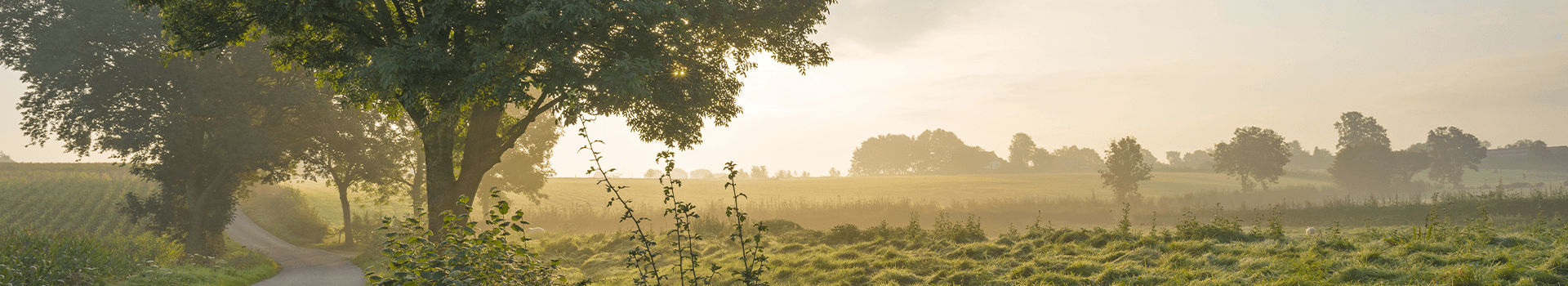 Venray Kopfzeile