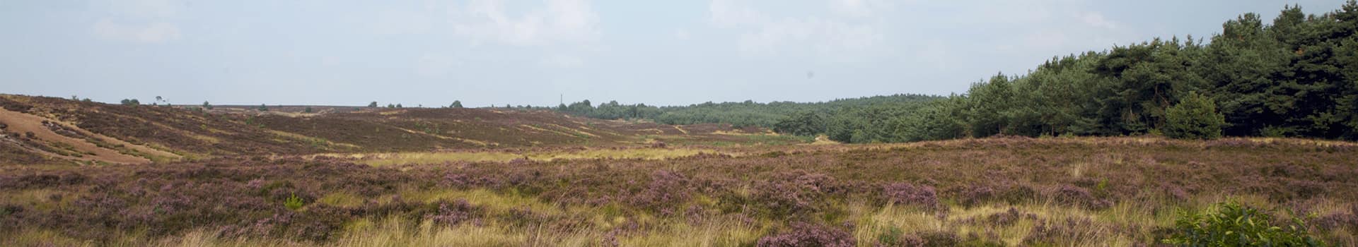 Roosendaal Heide