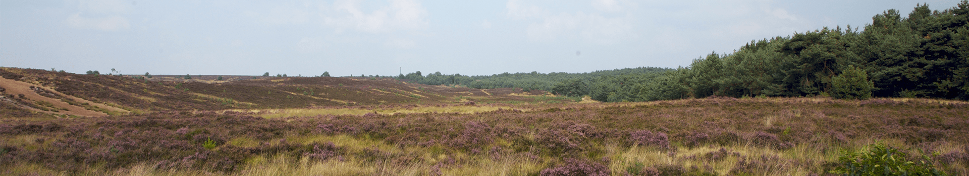 Roosendaalse Heide