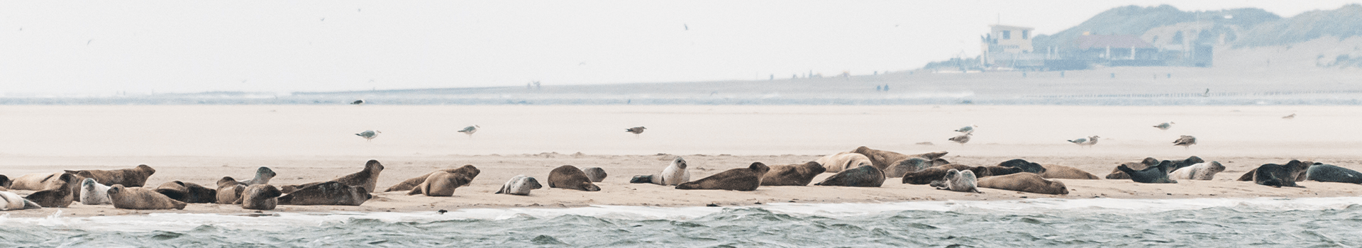 Waddeneilanden Header