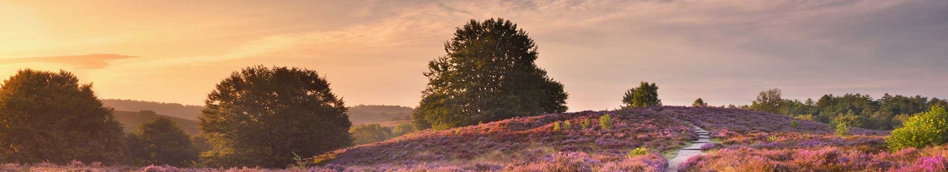 Landal Veluwe