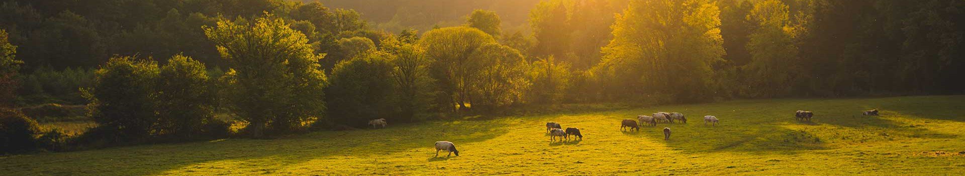 Landal Ardennen