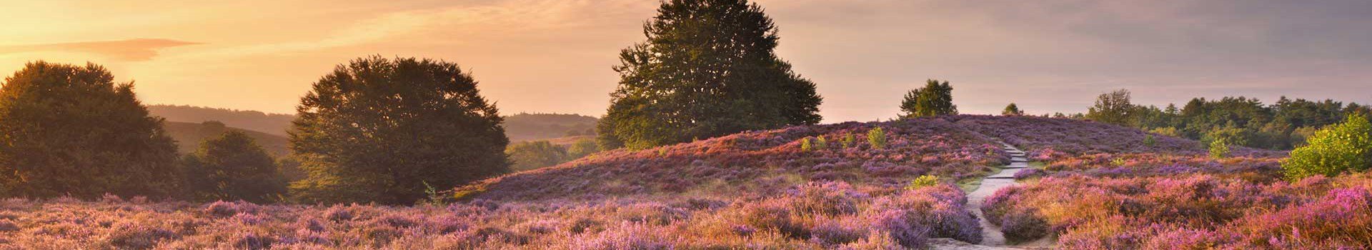 Vakantieparken Veluwe