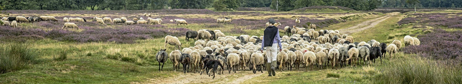 Roompot Drenthe 