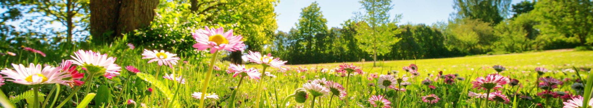 Spotta_Header